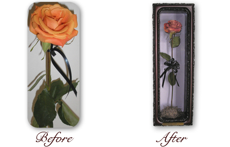 single long stem rose preservation in brown frame shadow box encasement